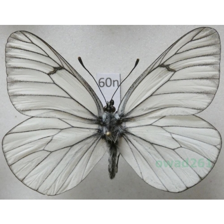 Aporia crataegi (Linnaeus, 1758) male Niestrzęp głogowiec Poland60n